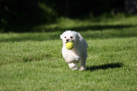 A cute white dog playing fetch with a tennis ball.の写真素材