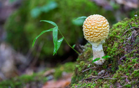 Closeup of a single Amanita mushroom.の写真素材