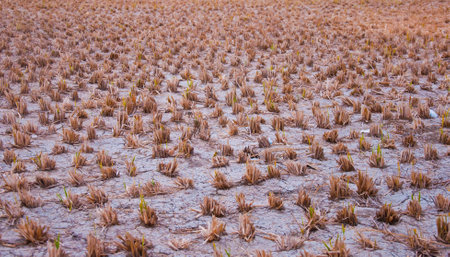 Dry Field with Cropの写真素材