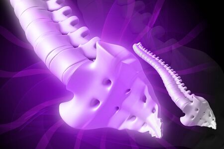 Digital illustration of spine in color background
