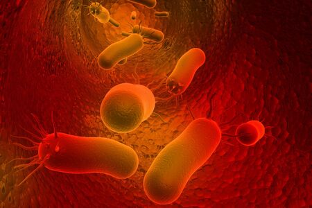 Bacteria 	