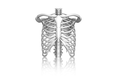 Human body rib cage  	の写真素材