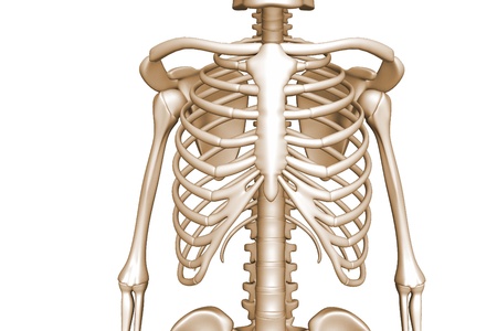 Human body rib cage  	の写真素材