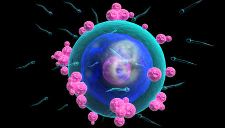 Human egg cell	