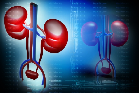 Digital illustration of kidney in colour backgroundの写真素材