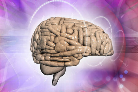 Human brainの写真素材
