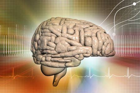 Human brainの写真素材