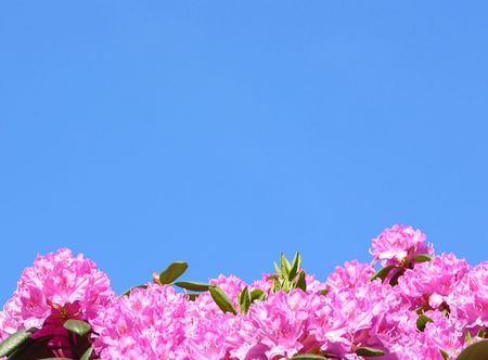 Rhododendron flowers and blue skyの写真素材