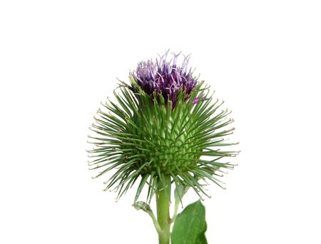 Spiny thistle flower isolated on white backgroundの写真素材