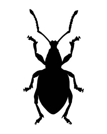 Weevil (Curculionidae)のイラスト素材