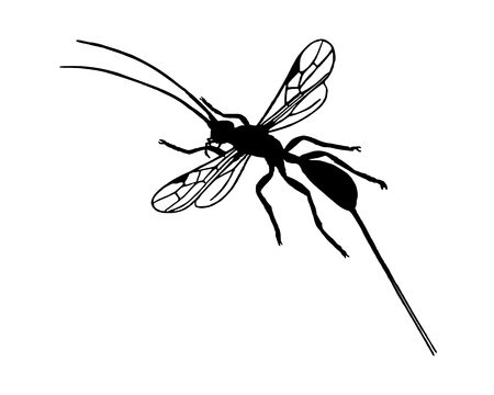 Braconid waspのイラスト素材