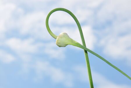 Flower of garlicの写真素材