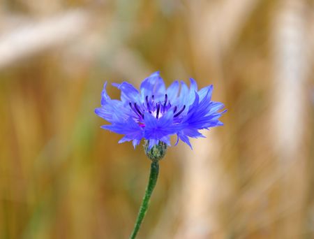 Cornflowers (Centaurea cyanus)の写真素材