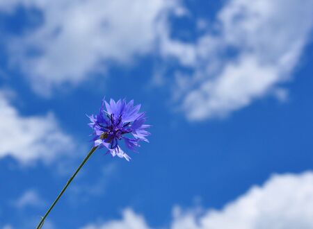 Cornflowers (Centaurea cyanus)の写真素材