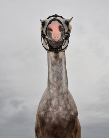 Crazy horseの写真素材