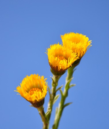 Coltsfoot (Tussilago farfara)の写真素材
