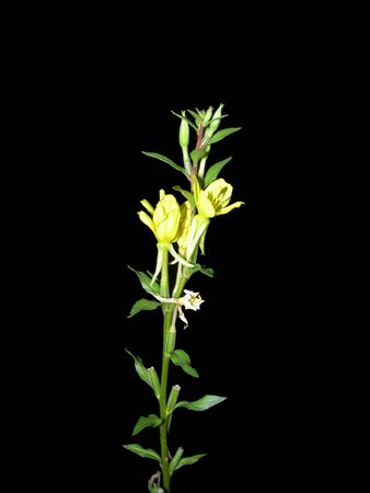 Suncups (Oenothera)の写真素材