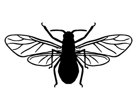 Aphid silhouetteのイラスト素材
