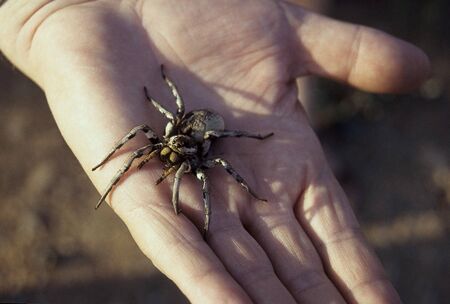 Tarantulaの写真素材