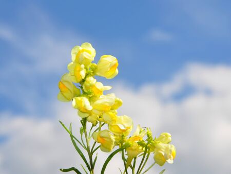 Common Toadflax (Linaria vulgaris)の写真素材