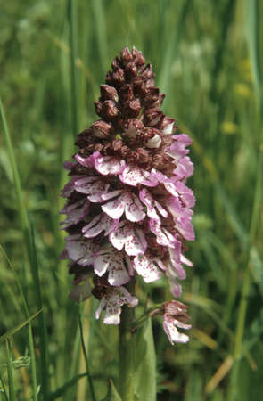Orchis flowerの写真素材