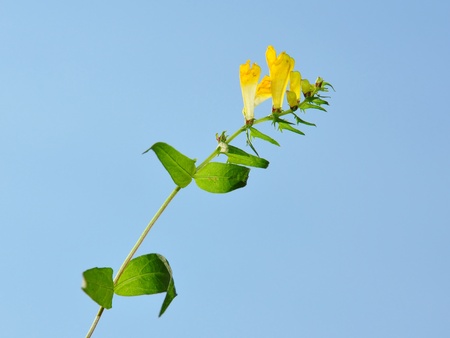 Common Cow-wheat (Melampyrum pratense)の写真素材