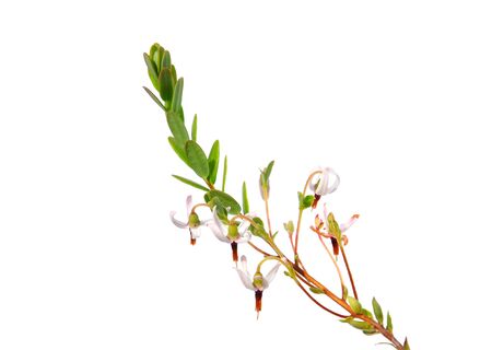 Cranberry flowers (Vaccinium macrocarpon)の写真素材