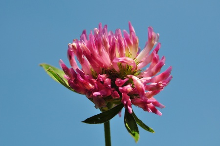 Red clover (Trifolium pratense)の写真素材