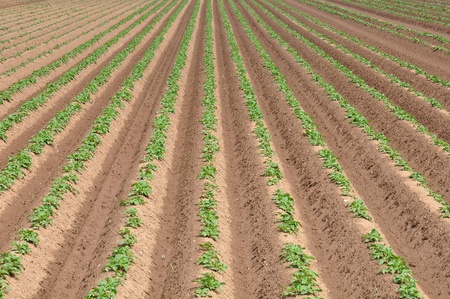 Potato fieldの写真素材