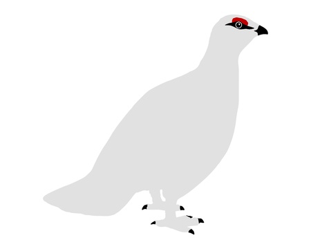 Ptarmiganのイラスト素材