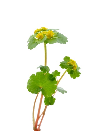 Alternate-leaved Golden Saxifrage (Chrysosplenium alternifolium)
