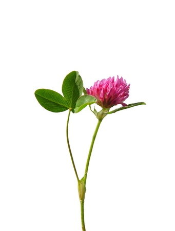 Red clover (Trifolium pratense)の写真素材