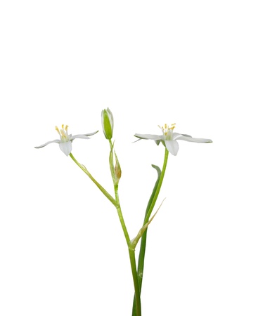 Star-of-Bethlehem (Ornithogalum umbellatum)の写真素材
