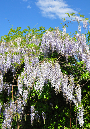 Chinese wisteria (Wisteria sinensis)の写真素材