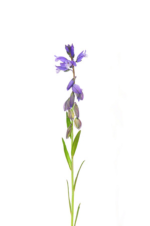 Common milkwort (Polygala vulgaris)の写真素材
