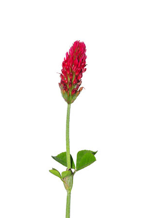 Crimson clover (Trifolium incarnatum)の写真素材