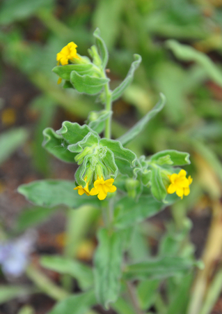 Yellow alkanna (Alkanna orientalis)の写真素材