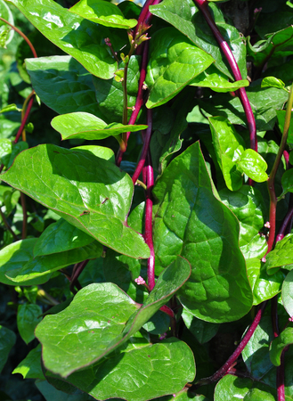 Malabar spinach (Basella alba)
