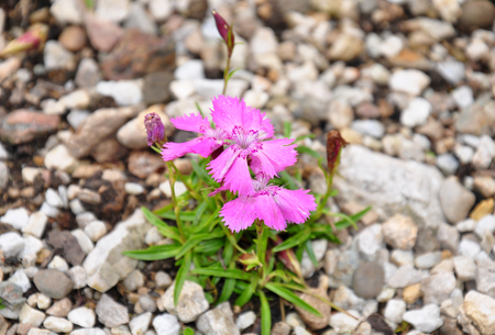 Alpine pink (Dianthus alpinus)の写真素材