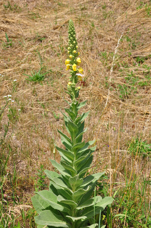 Denseflower mullein (Verbascum densiflorum)