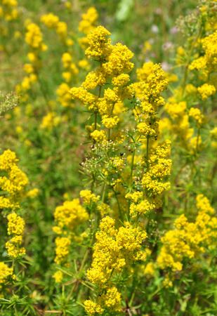Lady's bedstraw (Galium verum)の写真素材