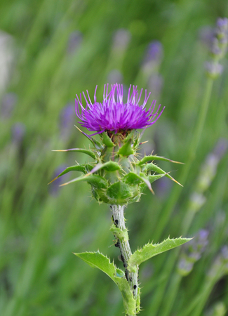 Milk thistle (Silybum marianum)の写真素材
