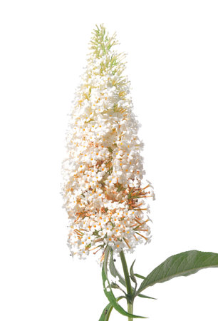 Summer lilac (Buddleja davidii)