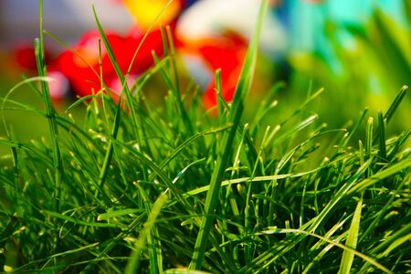 Grassの写真素材