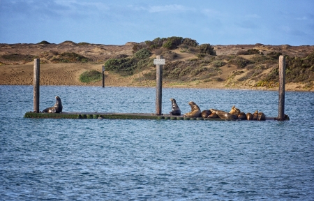 Seals sunningの写真素材