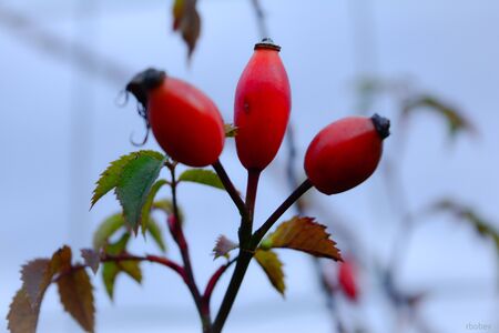 Canker roseの写真素材