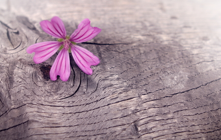 pink patterned geranium bloom on rough weathered wood in bright light mood - natural texture and backgroundの写真素材