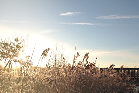 meadow grass and reet on a small creek with a wooden bridge on a bright and sunny winter day - blue sky with free space for text and decorationの写真素材