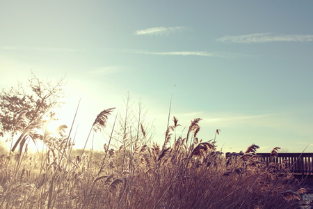meadow grass and reet on a small creek with a wooden bridge on a bright and sunny winter day - blue sky with free space for text and decoration - vintage matte colorsの写真素材