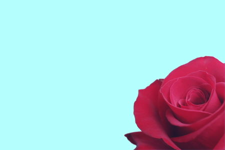 closeup of rose blossom in muted style on blue pastel background - visual concept background with copy space for textの写真素材